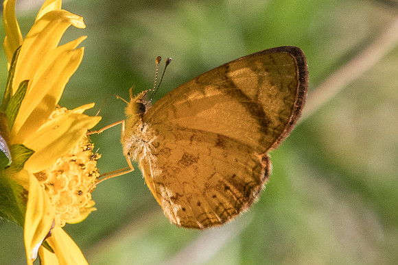 Tegosa claudina-5023