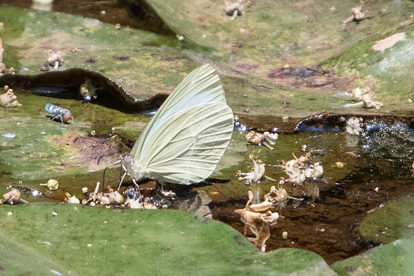 Theochila maenacte itatiayae id--4852  - Sao Paulo (Jardim Botanico) - 23/10/21