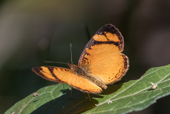 Tegosa claudina -5083