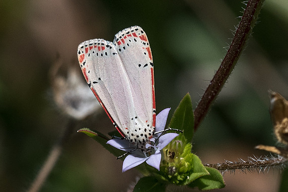 Utetheisa ornatrix id--0934