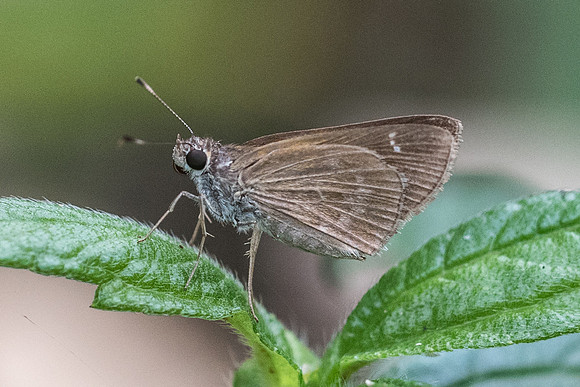 Vehilius inca id--2142