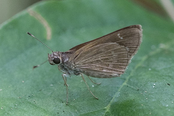 Vehilius inca id--2330