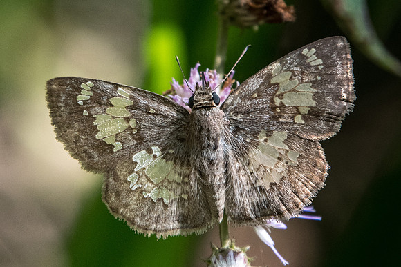 Xenophanes tryxus-4817