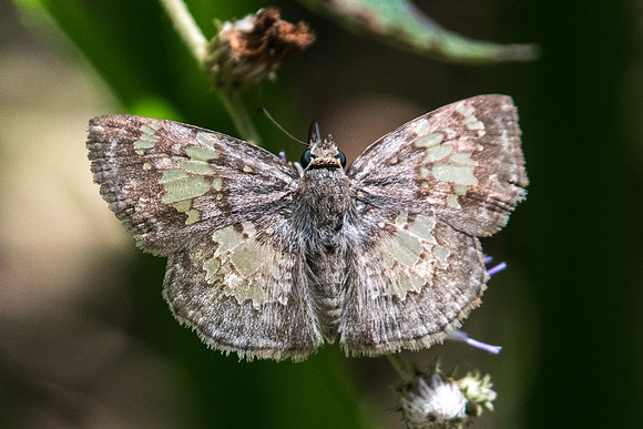 Xenophanes tryxus-4827