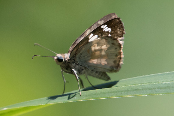 Xenophanes tryxus-5330