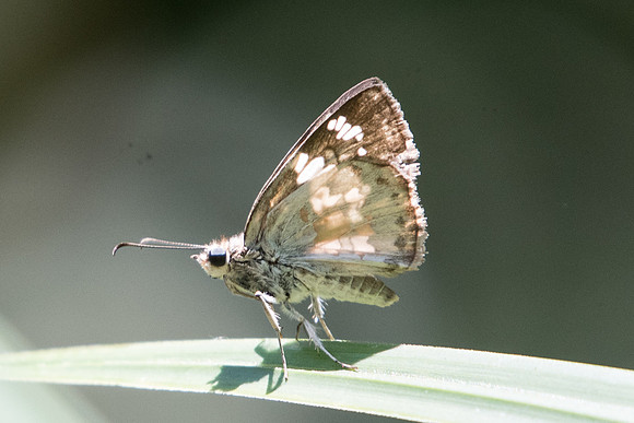 Xenophanes tryxus-5347