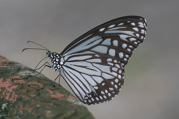 Parantica aglea melanoides-1441 - Chiang Dao - 16/11/23