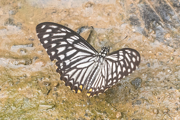 Papilio clytia clytia form dissimilis-3502- Chiang Dao  - 12/03/23