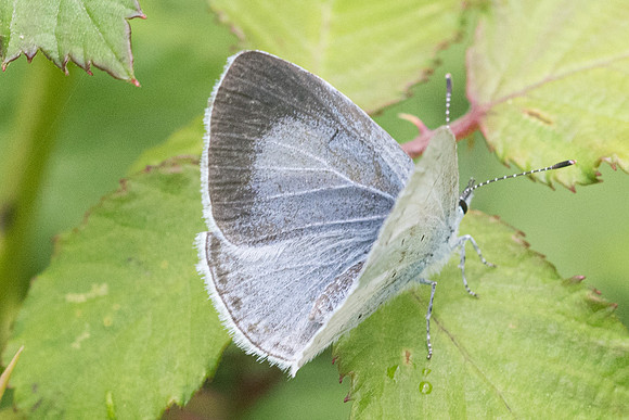Celastrina argiolus -8304 - Vivario - 14/06/23