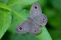 Ypthima sp-6396 - Krabi - 25/11/23