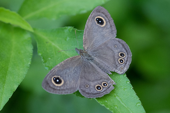 Ypthima sp-6396 - Krabi - 25/11/23