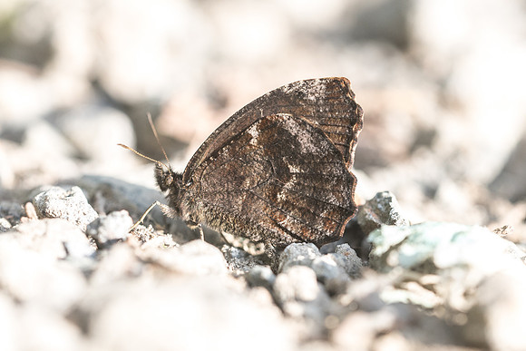 Panyapedaliodes drymaea