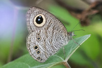 Ypthima baldus-7420 - Koh Samui - 16/03/23