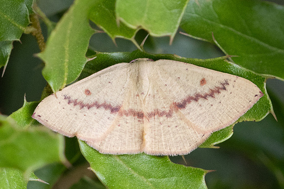 Cyclophora puppillaria-8717 - Le Beausset - 4/06/25