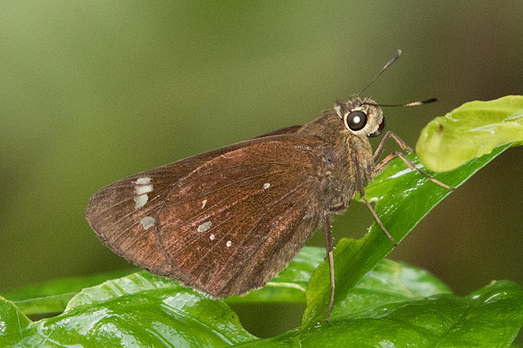 Pelopidas assamensis-1780 - Chiang Dao - 15-11/23