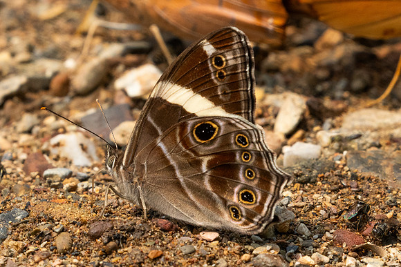Lethe confusa-1167 - Chiang Dao - 17/03/25