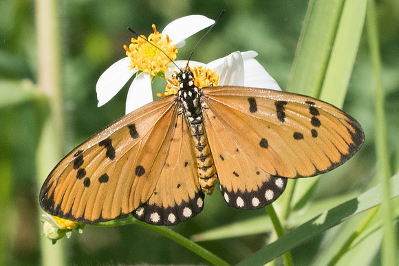 Acraea terpsicore-3491 - Chiang Rai - 20/11/23