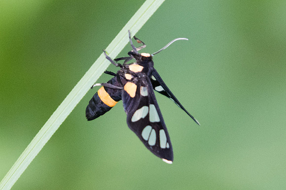 Amata sperbius id--1293 - Chiang Mai - 13/11/23