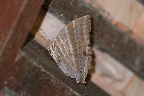 Amathusia sp-4976 - Phanom Bencha Mountain - 23/11/23