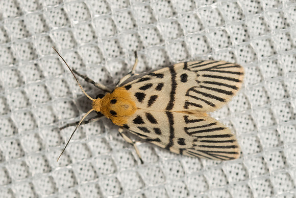 Ammatho subzebrina-9740 - Chiang Dao - 15/11/23