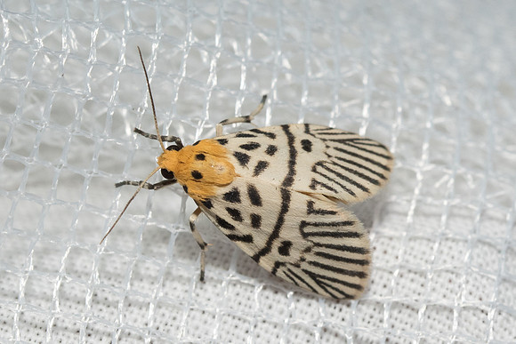 Ammatho subzebrina-9760 - Chiang Dao - 15/11/23