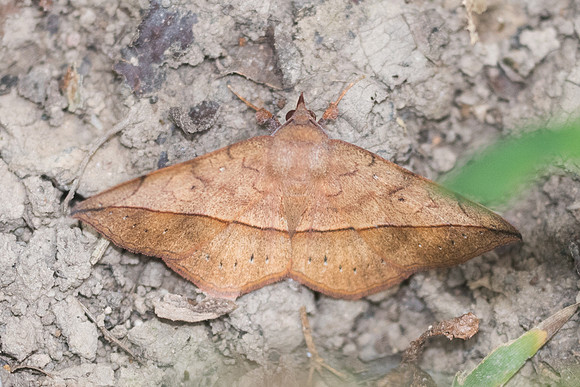 Anticarsia irrorata-3639