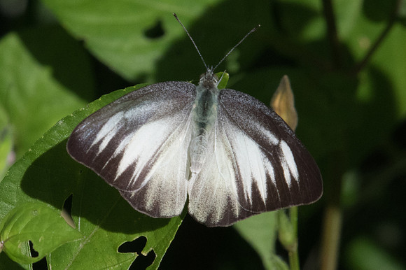 Appias lyncida-1698 -Chiang Dao - 15/11/23