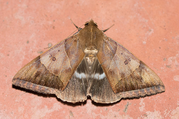 Artena dotata-3762