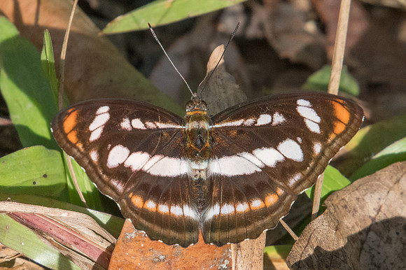 Athyma nefte asita-1673 - Chiang Dao - 15/11/23