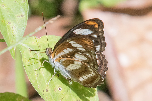 Athyma nefte-0566 - Chiang Dao 16/11/23
