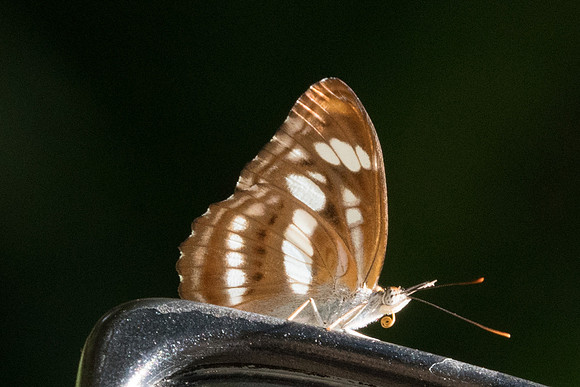 Athyma nefte-0669 - Chiang Dao - 16/11/23
