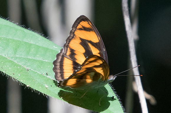 Athyma nefte-0939 - Doi Suthep - 13/11/23