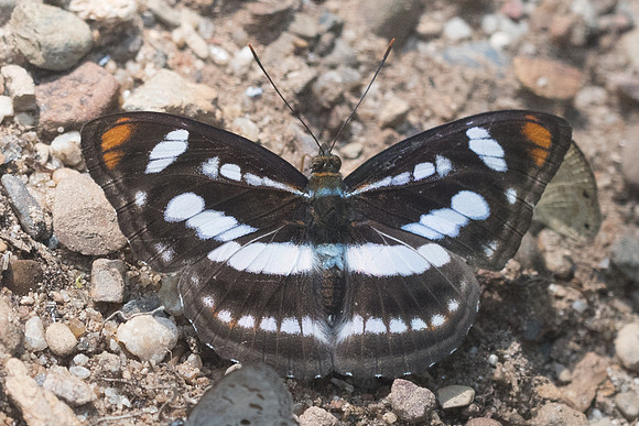 Athyma nefte-1350 - Chiang Dao - 16/11/23