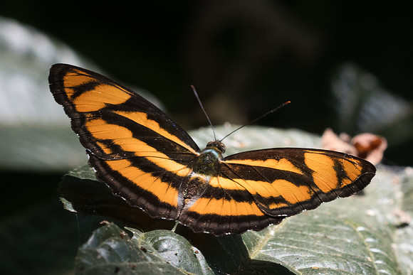Athyma nefte ♀-3287 - Chiang Rai - 19/11/23