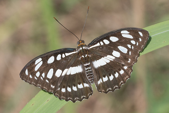 Athyma perius perius-2656- Chiang Rai - 18/11/23