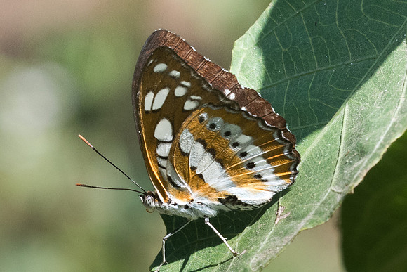 Athyma perius perius-3286 - Chiang Rai - 19/11/23