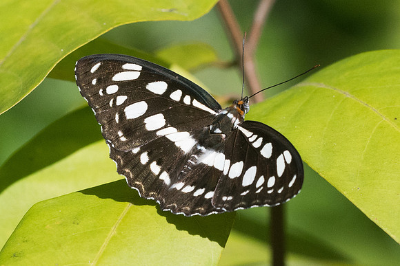 Athyma perius-2730 - Chiang Rai - 18/11/23