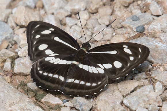 Athyma pravara helma id--8290 - Chiang Dao - 14/11/23