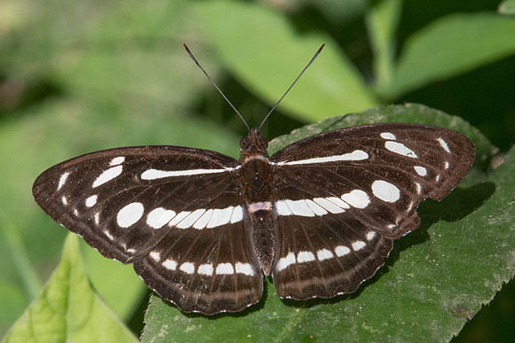 Athyma pravara-0590 - Chiang Dao - 16/11/23