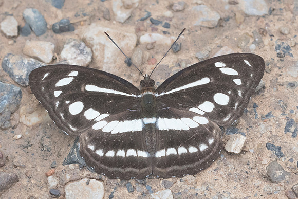 Athyma pravara-1713 - Chiang Dao - 16/11/23