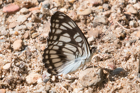 Athyma ranga ranga-2280- Chiang Dao - 15/11/23