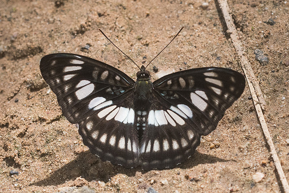 Athyma ranga-1506- Chiang Dao - 16/11/23