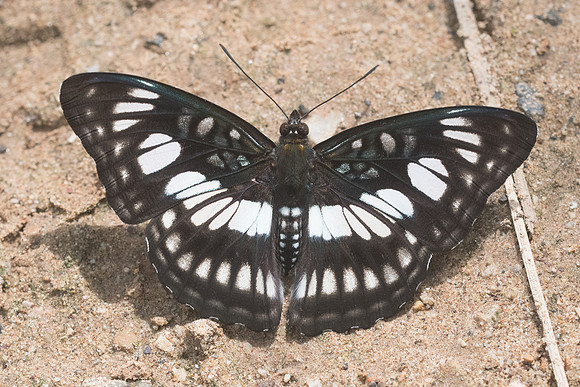 Athyma ranga-1515- Chiang Dao - 16/11/23
