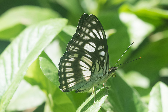 Athyma ranga-1520- Chiang Dao - 16/11/23