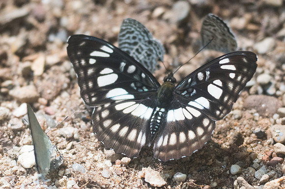 Athyma ranga-2686 - Chiang Dao - 15/11/23