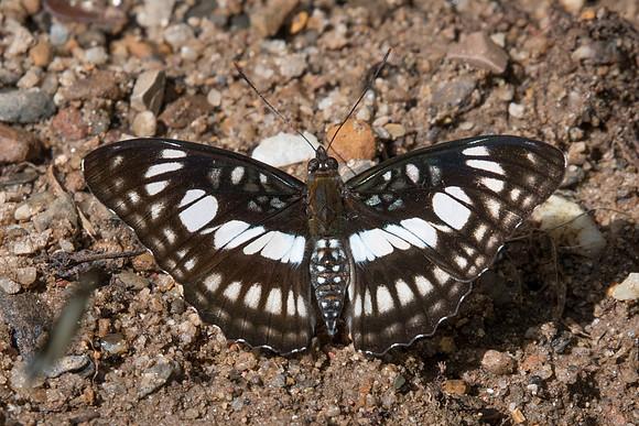 Athyma ranga-7970- Chiang Dao - 14/11/23