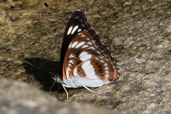 Athyma selenophora-0701 -Chiang Dao - 16/11/23