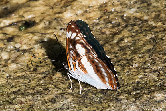 Athyma selenophora-0711 -Chiang Dao - 16/11/23