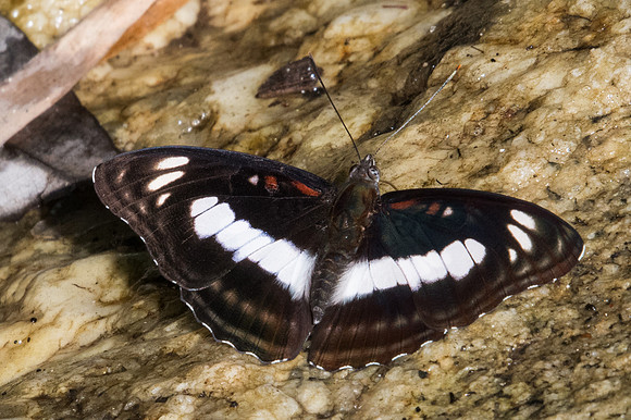 Athyma selenophora-0730 - Doi-Suthep - 13/11/23