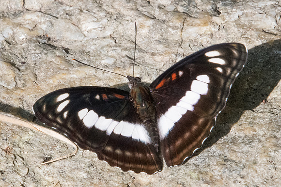 Athyma selenophora-0738 - Doi-Suthep - 13/11/23